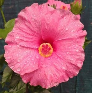 Meet your Posher, Chandrani